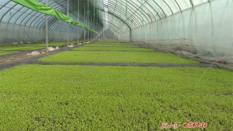 【图解】一图速览平凉“三农”工作亮点