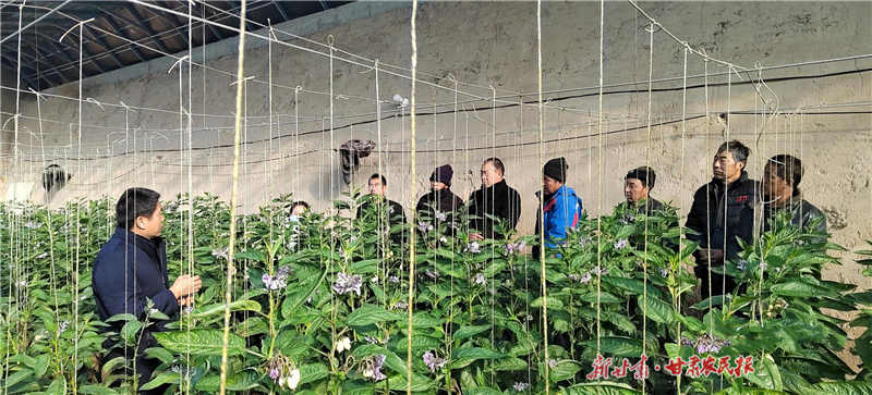 民勤：农技专家到田间 精心指导助增收