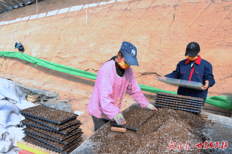 金川区：春季育苗齐绘大棚&ldquo;早春图&rdquo;