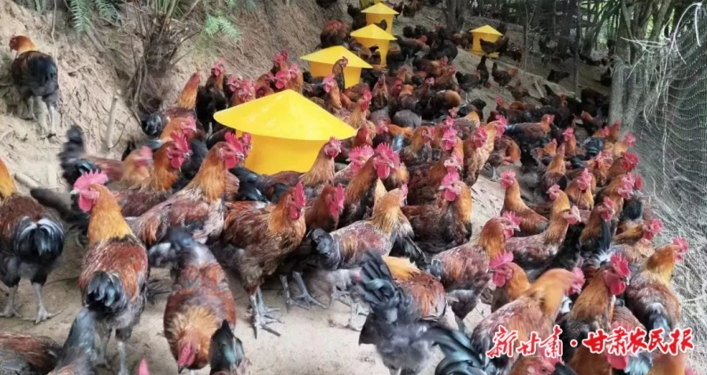 康县铜钱镇：“五个一”推动庭院经济提档升级