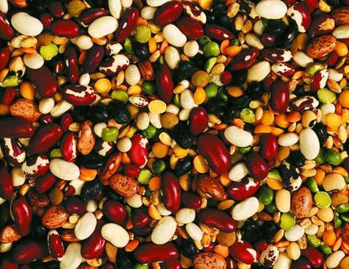 购买种子要“四看”