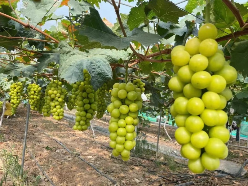 春季需要给阳光玫瑰葡萄施肥吗