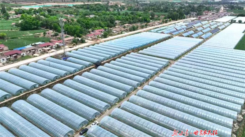 崆峒区： 辣椒销售迎来“开门红”