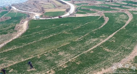 冬油菜返青后田间管理技术指导意见
