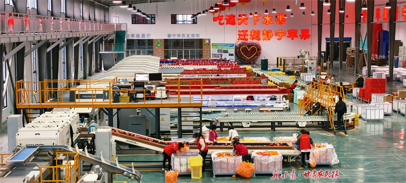 “保险+期货”让静宁果产业发展更保险