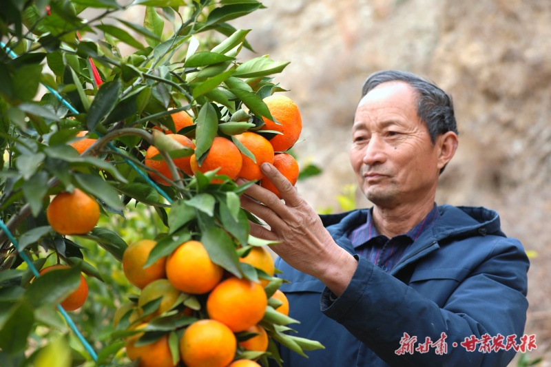 “橘老汉”35载“荒坡”点绿成金，化青为银