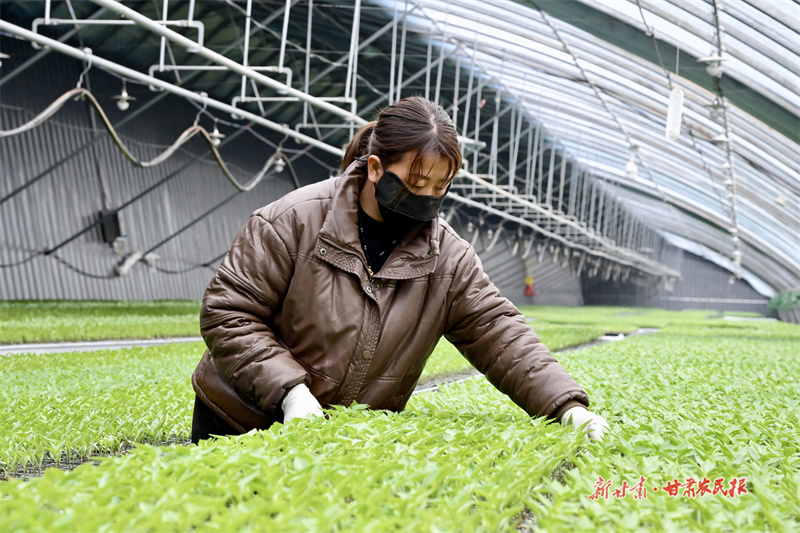【图片新闻】崆峒：设施大棚育出新希望