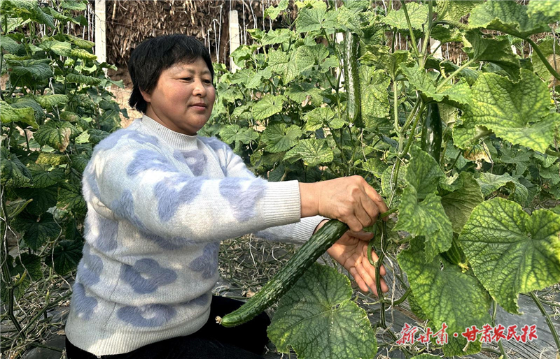 民勤县：日光温室种出&ldquo;绿色希望&rdquo;