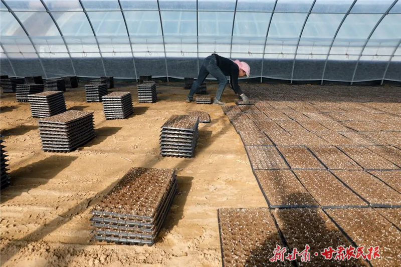 【图片新闻】古浪：育良种促增收