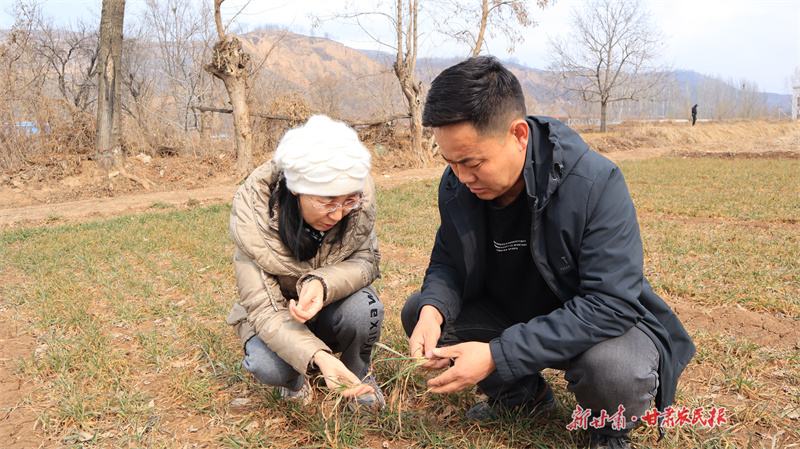 崆峒区：春雪润麦田 保墒促春耕
