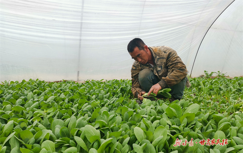 庄浪：蔬菜大棚里的“春日序曲”