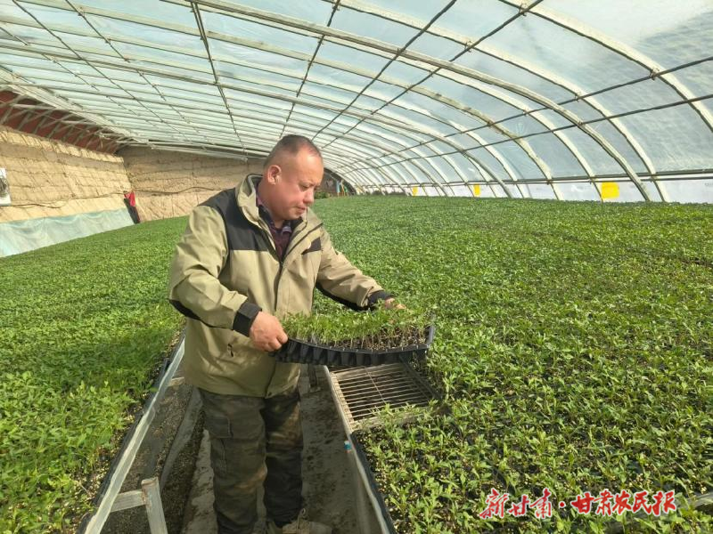 凉州区：园区育苗忙 合奏&ldquo;春耕曲&rdquo;