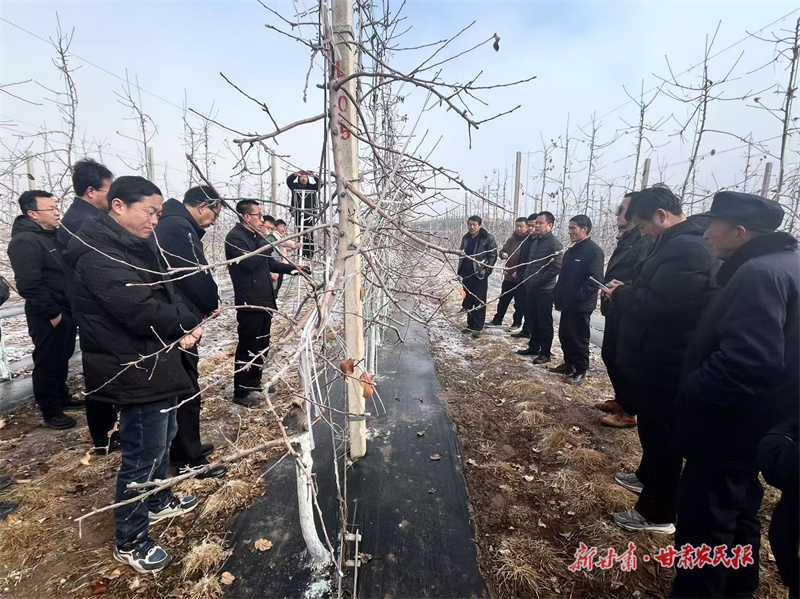 灵台：专家果园传经验