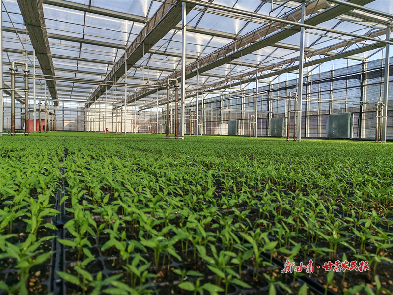 ​崇信：辣椒种苗长势喜人