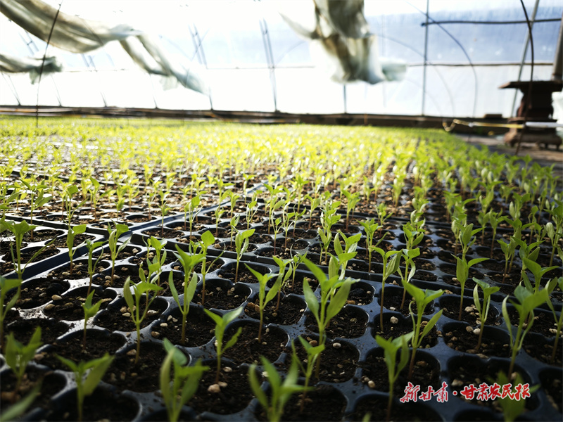 泾川：设施蔬菜春意浓