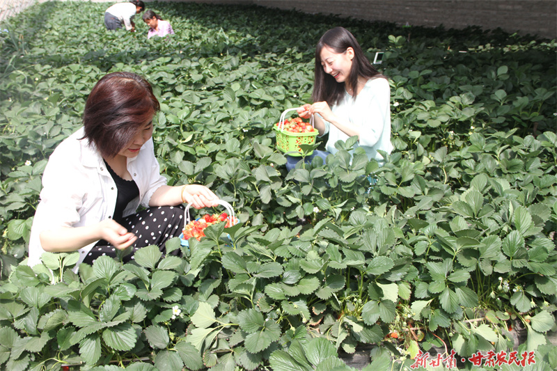 绿色春耕：甘肃的生态实践