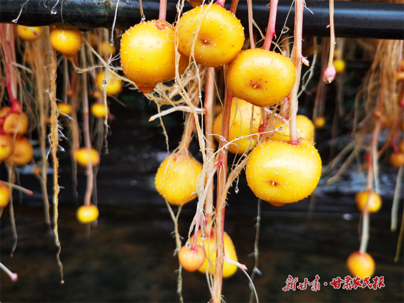 一粒种子背后的农业新质生产力&ldquo;薯光&rdquo;