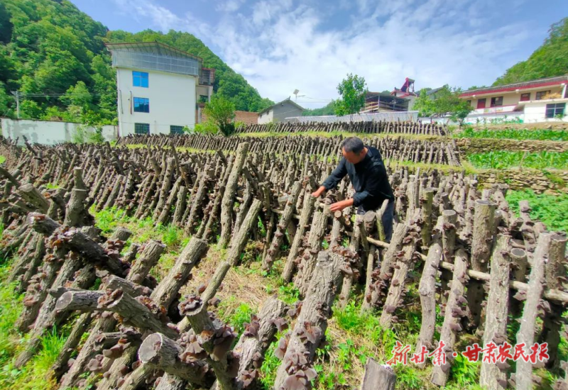 康县豆坝镇：产业奖补激活乡村振兴“新引擎”