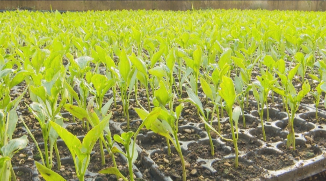 泾川：设施农业&ldquo;苗&rdquo;绘振兴新画卷