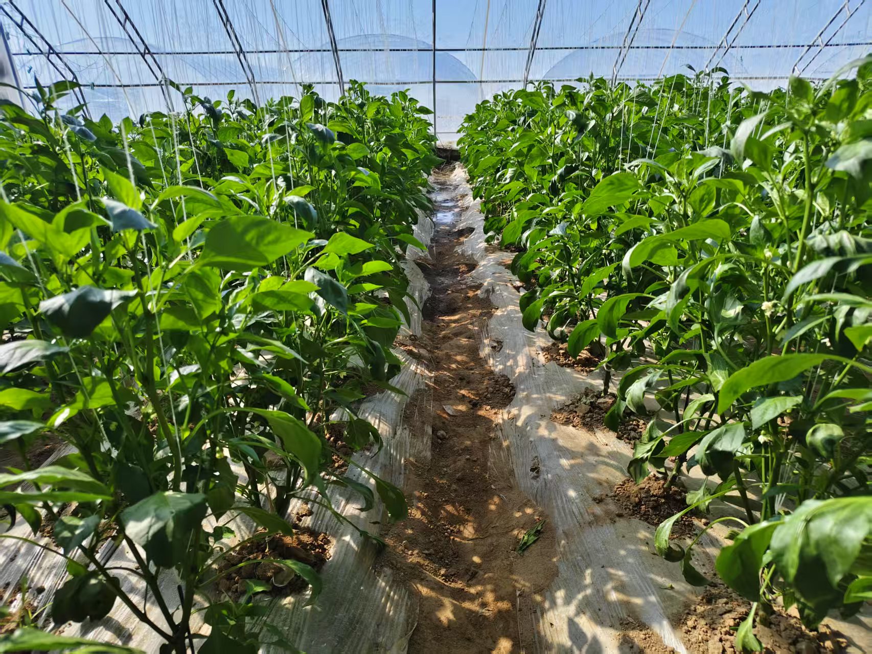 灵台：小麦追肥正当时