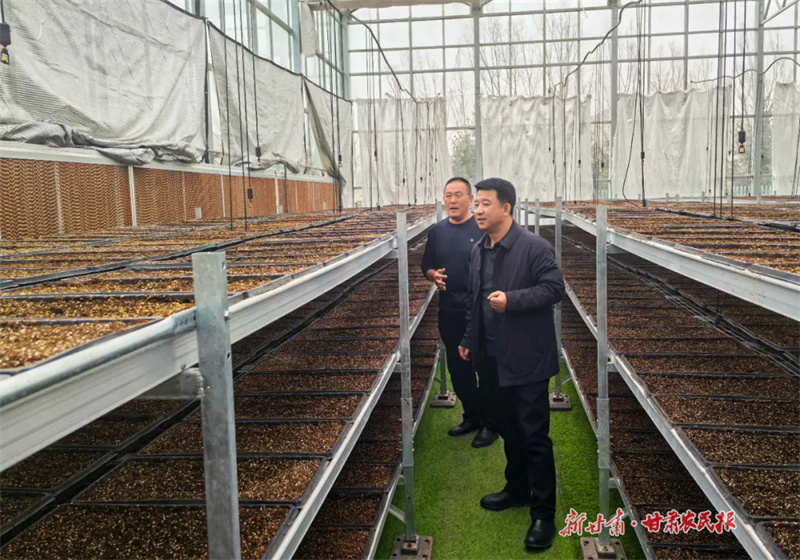 庄浪县：丹参产业园里景色新