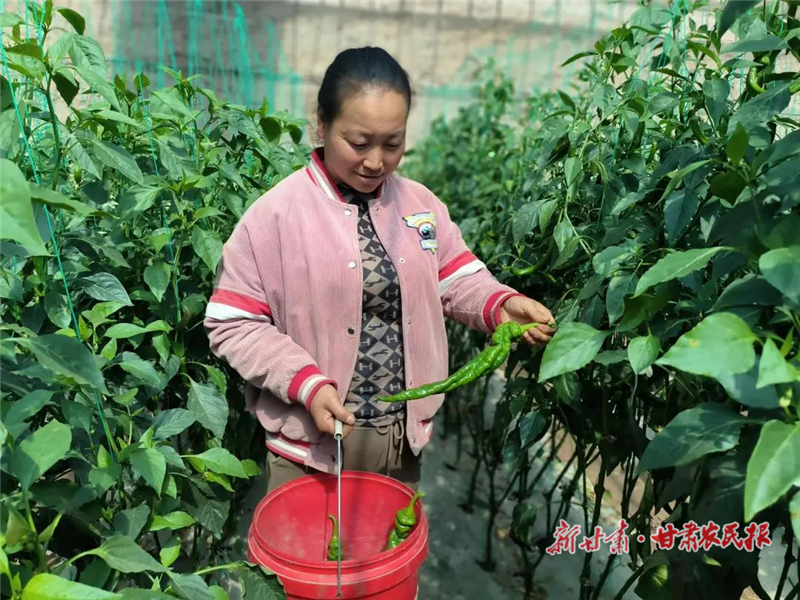 春收采摘忙 民勤县温室特色蔬菜抢&ldquo;鲜&rdquo;上市