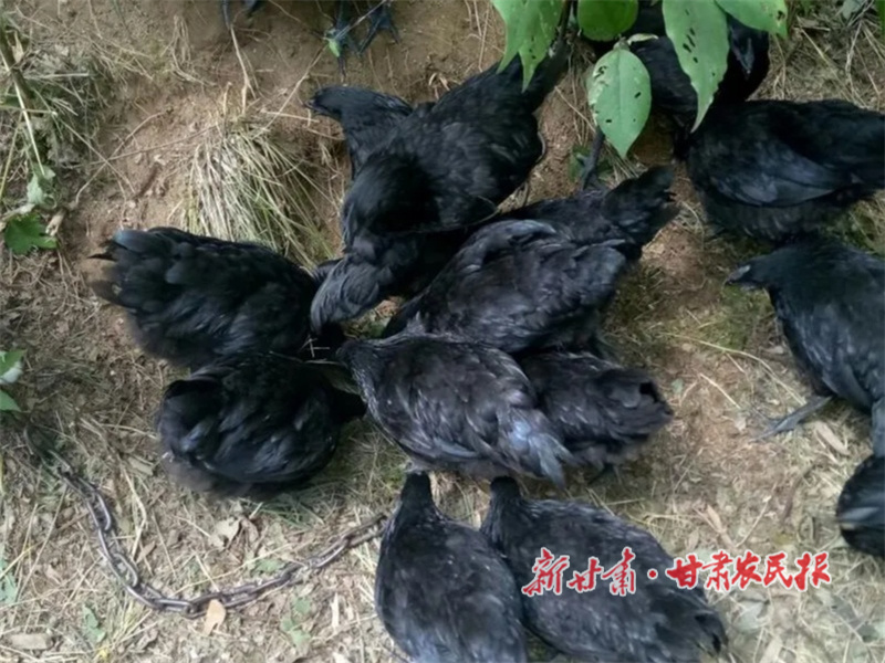 华亭：山区小村的和美春耕图