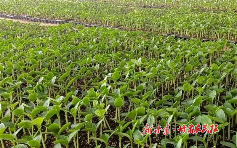 华亭：菜苗茁壮成长 产业生机勃勃