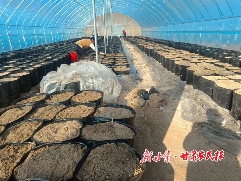 华亭：人勤春早话农桑 天麻基地种植忙