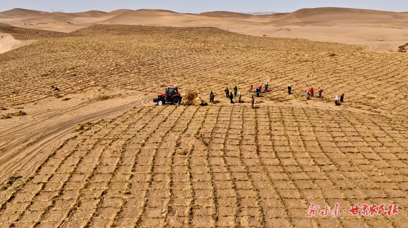 稻草营建阻沙网