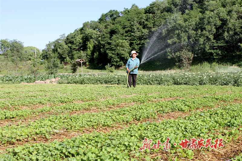 华亭：春到药田“药苗香”