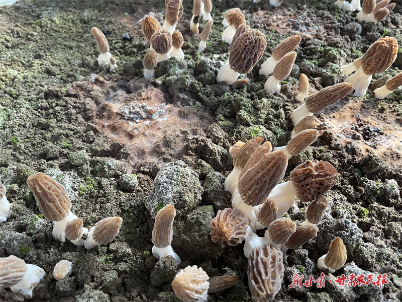 泾川：羊肚菌撑开"致富伞"