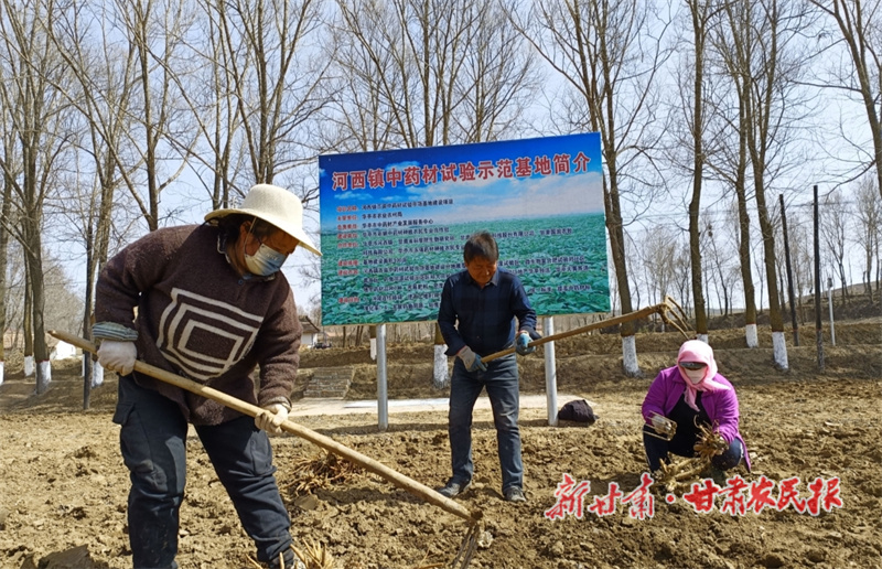 华亭：振兴路上“药”生金