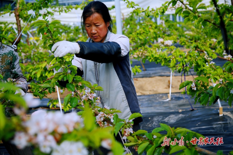 给樱桃疏花、疏果、追肥