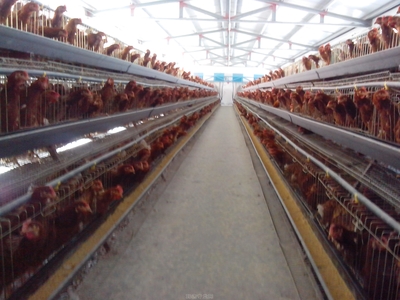 如何去除鸡舍有害气体