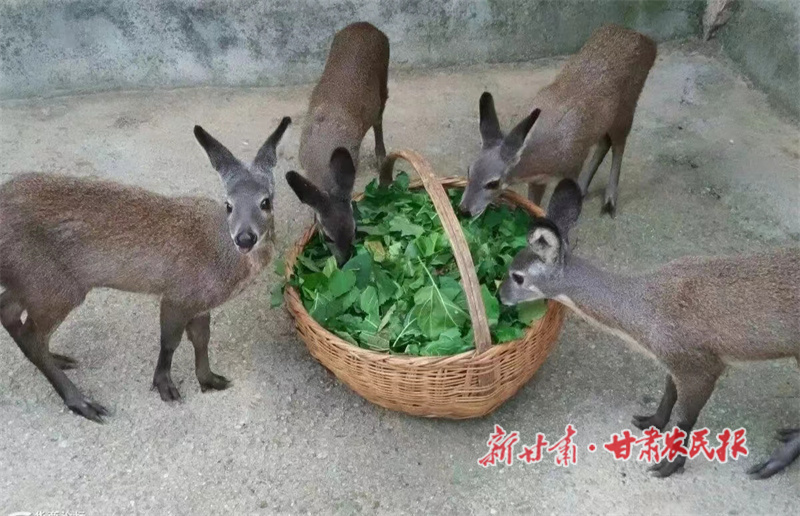 华亭：小林麝养出大“钱”景