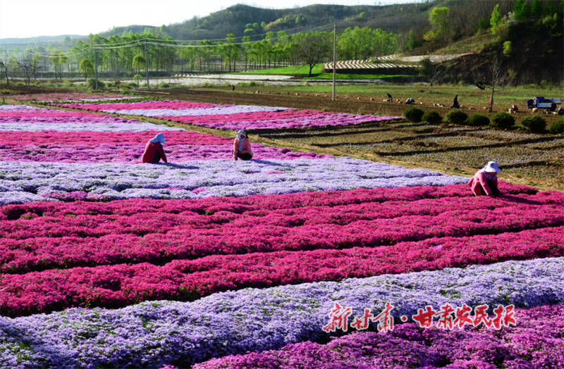 华亭：田间地头春耕忙 不负春光种希望