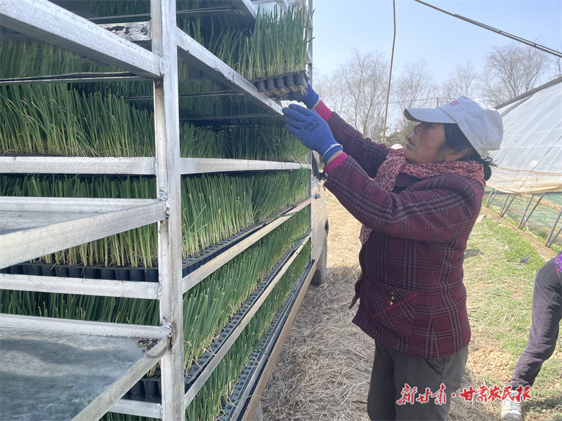 泾川：高原夏菜移苗忙