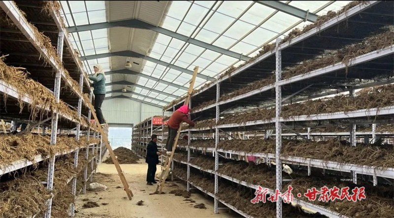 华亭：药香飘满关山 幸福浸润心田