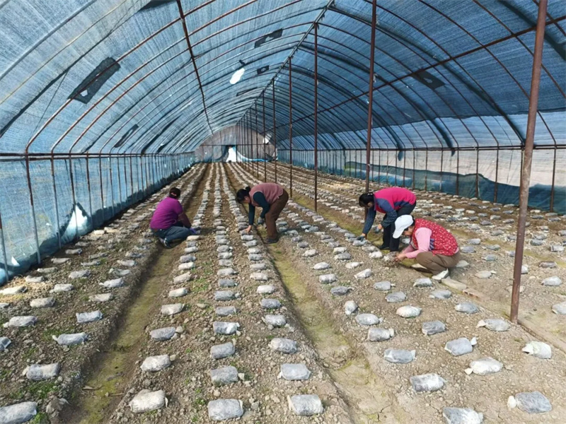 华亭：小香菇“撑起”致富路