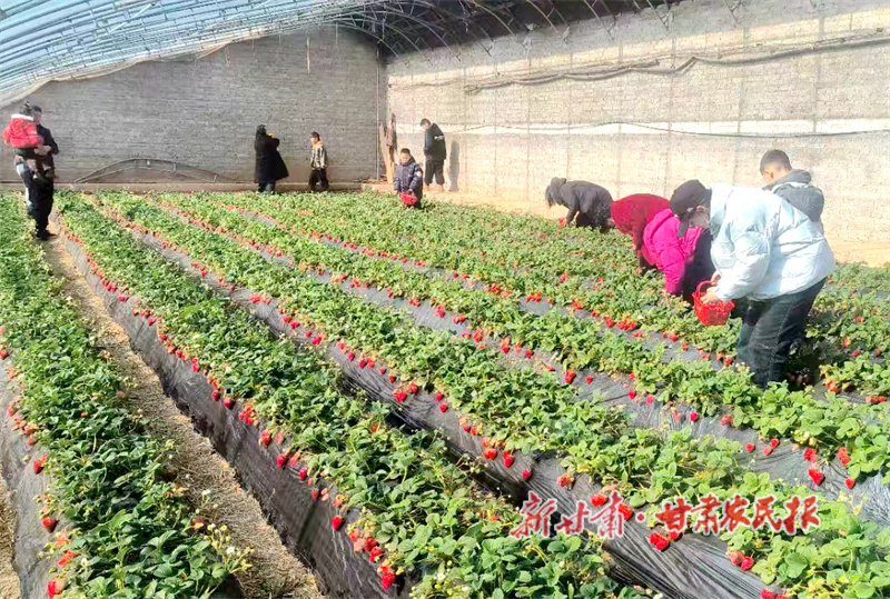 华亭：采摘经济“热”起来 乡村旅游“甜”起来