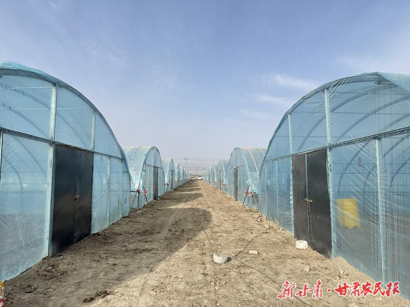 凉州区：持续壮大特色产业为乡村振兴赋能增效