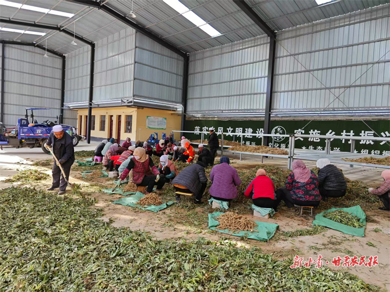 崆峒：春到峡门药飘香