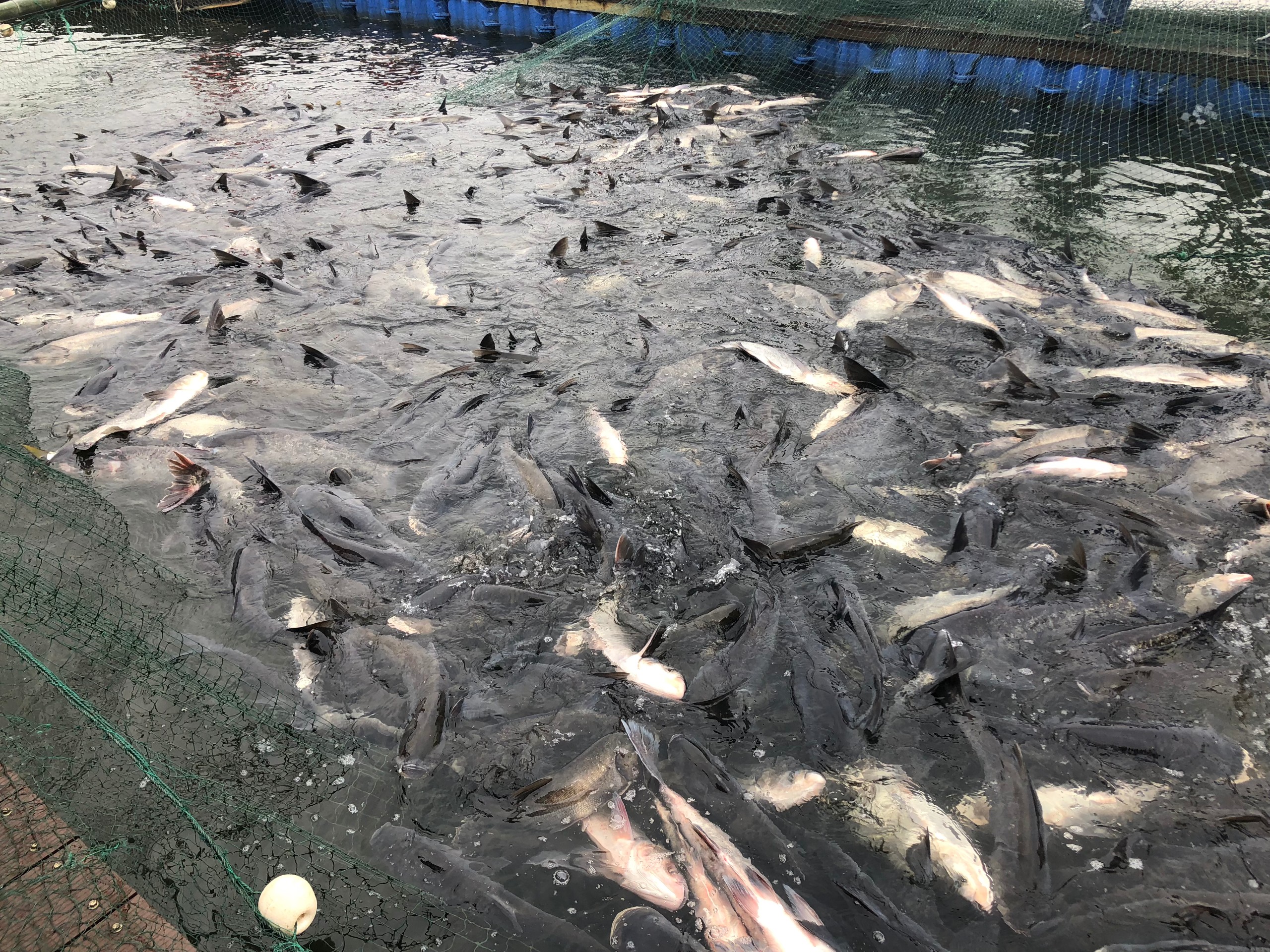 四种鱼病的防治方法