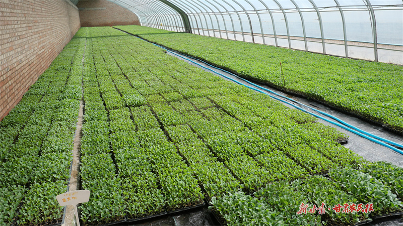 崇信：春耕正当时 移栽育苗忙