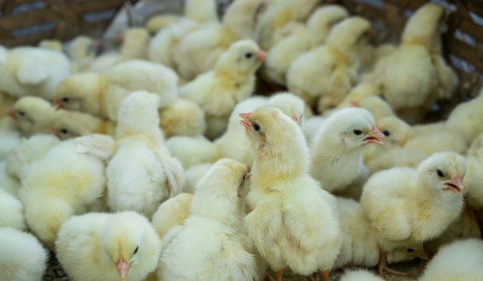 春季育雏把六关