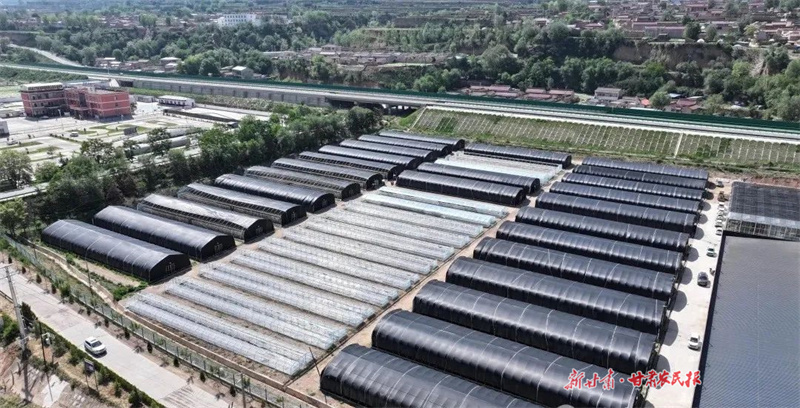 庄浪：蔬菜大棚增收忙