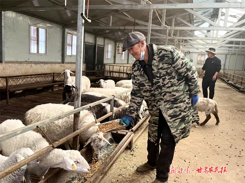 灵台：羊产业&ldquo;畜&rdquo;势勃发助增收