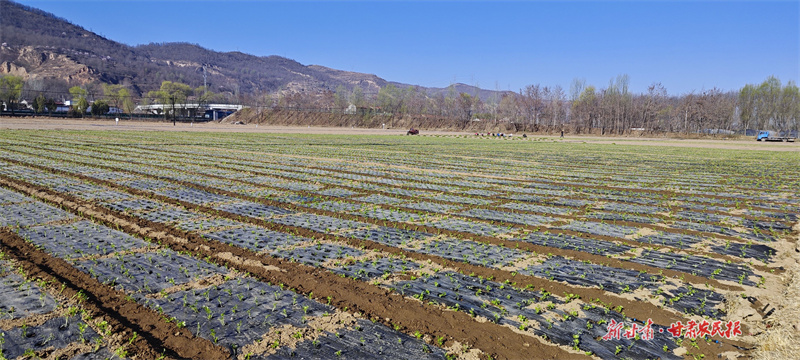 崆峒区：科技赋能，露地芹菜长势好