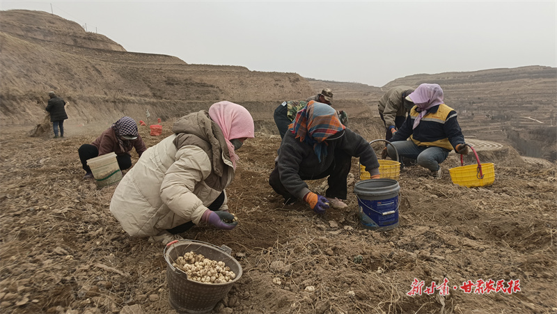 梯田里的“逆时节”——“新农人”祁顺利的“春收”新农事
